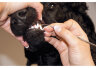 Стоматологический скалер безопасный Toothscaler Safety, арт. 55STE014